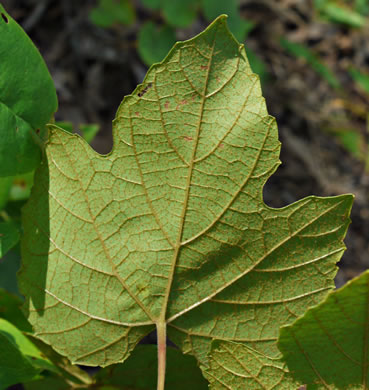 Vitis aestivalis var. aestivalis, Summer Grape