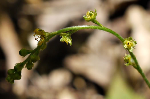 image of Agrimonia microcarpa, Low Agrimony, Small-fruited Agrimony