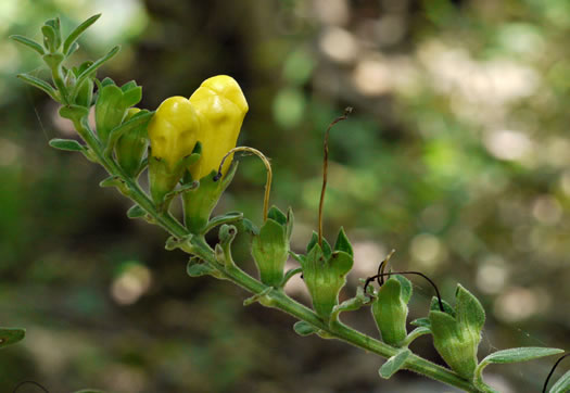 Aureolaria virginica, Downy False Foxglove, Downy Oak-leach, Virginia Oak-leach, Downy Yellow False Foxglove