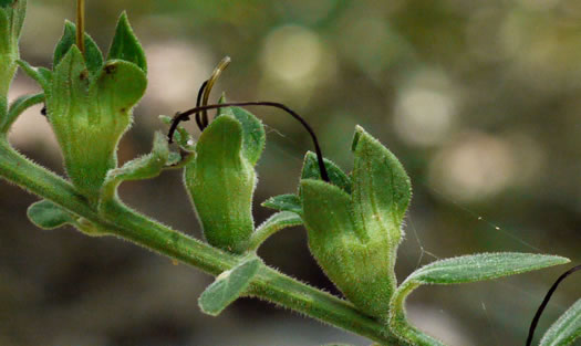 image of Aureolaria virginica, Downy False Foxglove, Downy Oak-leach, Virginia Oak-leach, Downy Yellow False Foxglove