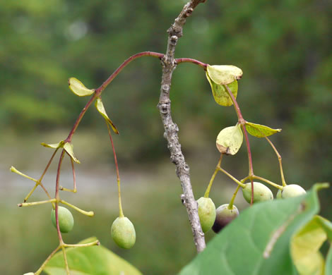 image of Chionanthus virginicus, Fringetree, Grancy Graybeard, Old Man's Beard, Grandsir-graybeard