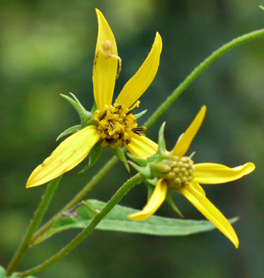 image of Helianthus microcephalus, Small Wood Sunflower, Small-headed Sunflower