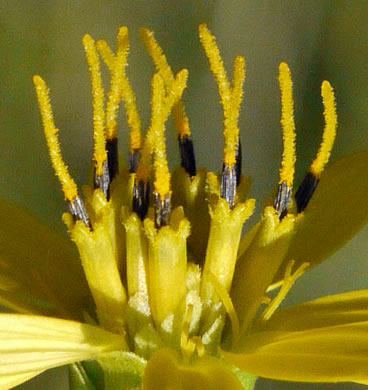 image of Silphium compositum var. compositum, Carolina Rosinweed, Compassplant, Rhubarb-leaved Rosinweed