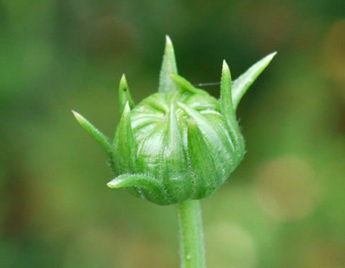 image of Helianthus laetiflorus, Showy Sunflower, cheerful sunflower