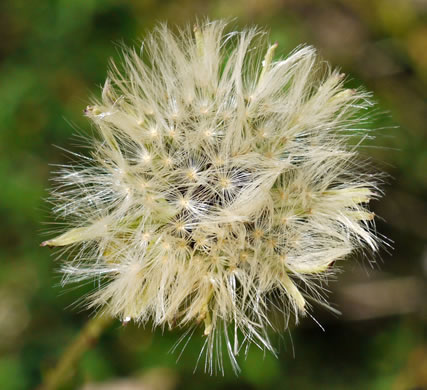 pappus