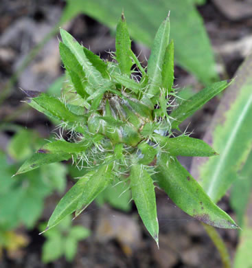 image of Stokesia laevis, Stokes Aster, Stokesia, Blue Stokesia