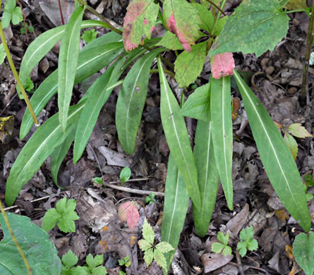 image of Stokesia laevis, Stokes Aster, Stokesia, Blue Stokesia