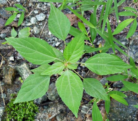 image of Acalypha rhomboidea, Common Threeseed Mercury, Rhombic Copperleaf