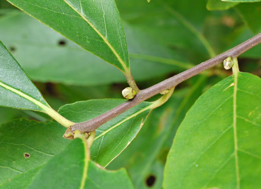 image of Symplocos tinctoria, Horsesugar, Sweetleaf, Dyebush