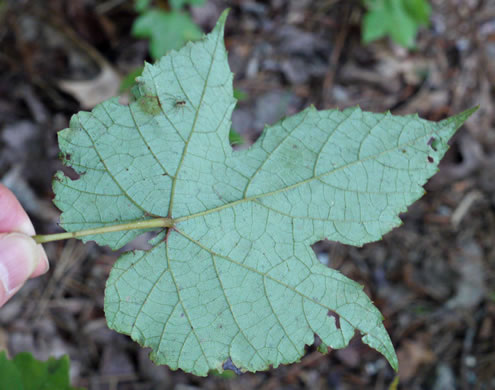 image of Vitis aestivalis var. bicolor, Silverleaf Grape