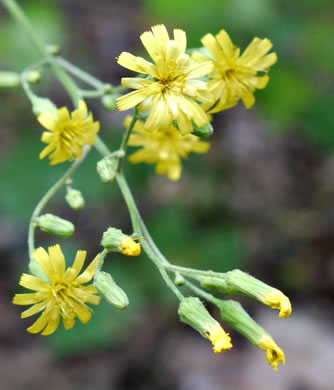 image of Hieracium gronovii, Hairy Hawkweed, Beaked Hawkweed