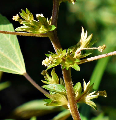 image of Acalypha rhomboidea, Common Threeseed Mercury, Rhombic Copperleaf