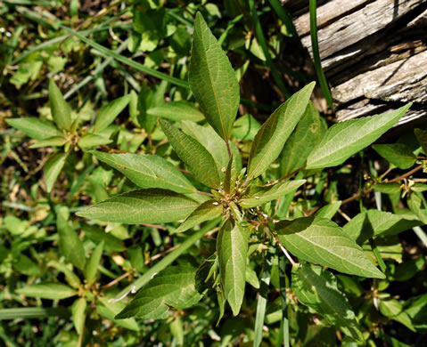 image of Acalypha rhomboidea, Common Threeseed Mercury, Rhombic Copperleaf