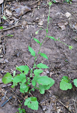 image of Geum virginianum, Pale Avens, Cream Avens