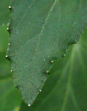 image of Lobelia puberula, Downy Lobelia, Hairy Lobelia