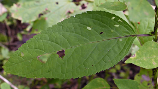 image of Chelone lyonii, Mountain Turtlehead, Pink Turtlehead, Appalachian Turtlehead