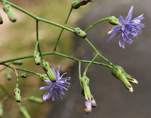 image of Lactuca floridana, Woodland Lettuce