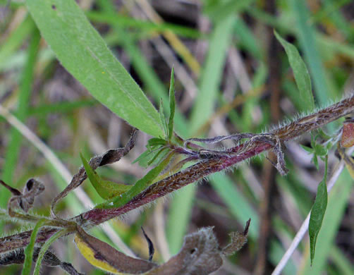 Symphyotrichum pilosum var. pilosum, Frost Aster, White Heath Aster