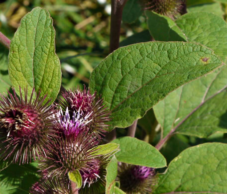 image of Arctium minus, Lesser Burdock, Common Burdock