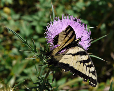 image of Cirsium discolor, Field Thistle