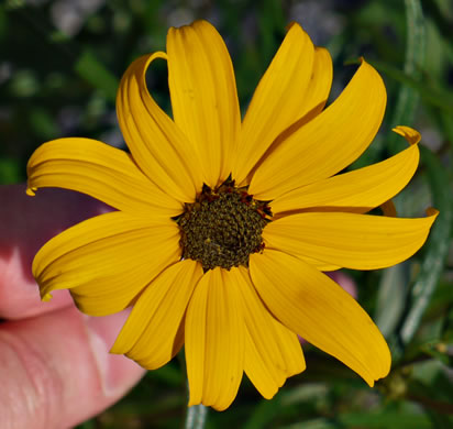 image of Helianthus angustifolius, Narrowleaf Sunflower, Swamp Sunflower