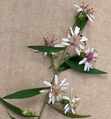 Symphyotrichum lateriflorum, Calico Aster, Starved Aster, Goblet Aster