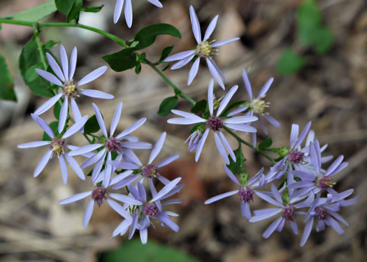 Symphyotrichum cordifolium, Heartleaf Aster, Common Blue Wood Aster