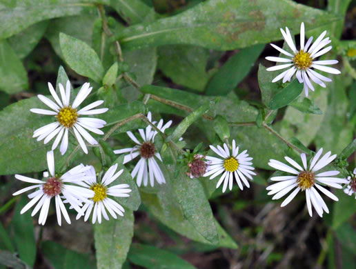 image of Symphyotrichum prenanthoides, Zigzag Aster, Crooked-stem Aster