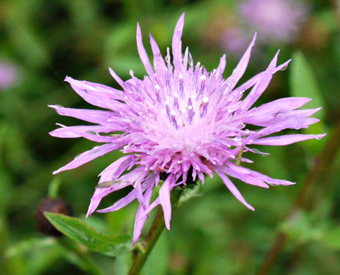 image of Centaurea nigrescens, Tyrol Knapweed, Short-fringed Knapweed