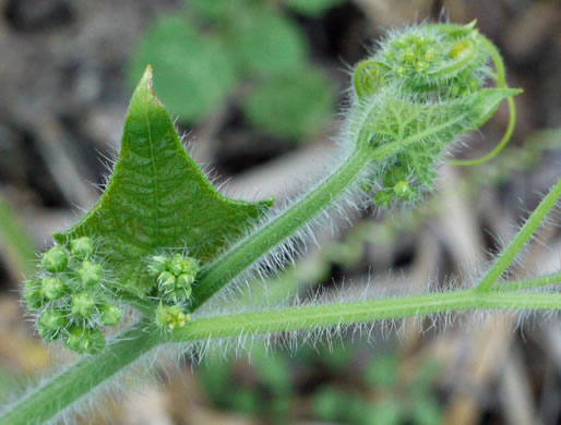 image of Sicyos angulatus, Bur-cucumber, Star-cucumber, Nimble-Kate