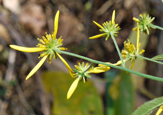 image of Verbesina alternifolia, Common Wingstem