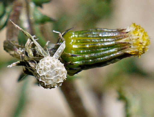 image of Senecio vulgaris, Groundsel