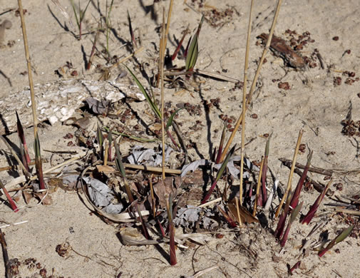 image of Chasmanthium latifolium, River Oats, Northern Sea Oats, Fish-on-a-stringer, Indian Woodoats