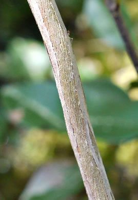 image of Lyonia lucida, Shining Fetterbush, Lyonia, Hemleaf