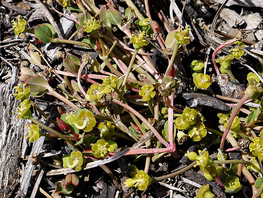 image of Euphorbia ipecacuanhae, Carolina Ipecac, Wild Ipecac, American Ipecac