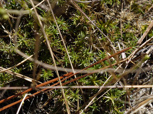 image of Geocarpon carolinianum, Carolina Sandwort, Longroot, Pine-barren Sandwort