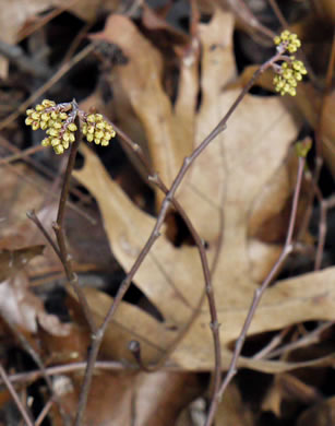 image of Rhus aromatica var. aromatica, Fragrant Sumac, Squawbush