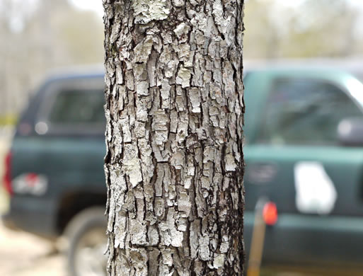 image of Crataegus dispar, Aiken Hawthorn