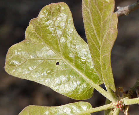 image of Quercus marilandica var. marilandica, Blackjack Oak