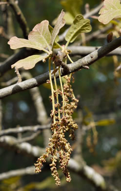 Blackjack Oak