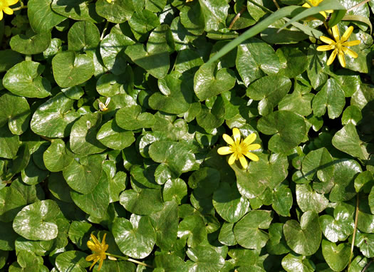 image of Ficaria verna ssp. verna, Fig Buttercup, Lesser Celandine, Pilewort