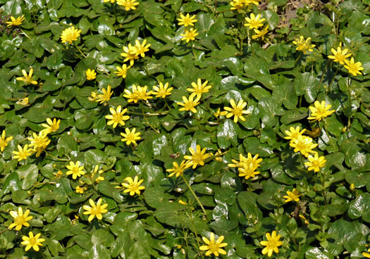 image of Ficaria verna ssp. verna, Fig Buttercup, Lesser Celandine, Pilewort