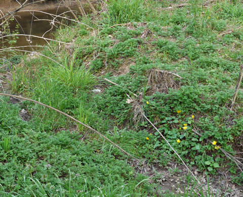 image of Ficaria verna ssp. verna, Fig Buttercup, Lesser Celandine, Pilewort