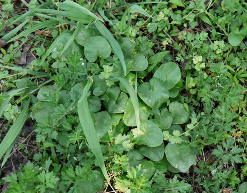 image of Ficaria verna ssp. verna, Fig Buttercup, Lesser Celandine, Pilewort