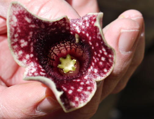 image of Hexastylis shuttleworthii, Large-flower Heartleaf, Wild Ginger