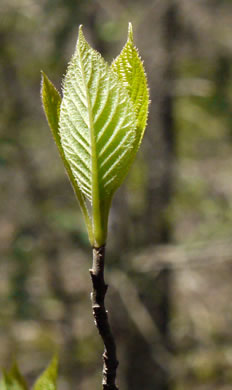 image of Clethra acuminata, Mountain Sweet-pepperbush, Cinnamonbark, Cinnamon Clethra, Mountain White-alder