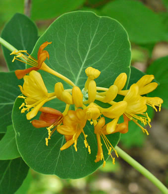 Yellow Honeysuckle