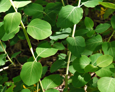 image of Lonicera flava, Yellow Honeysuckle