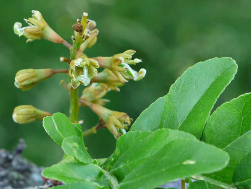 image of Gleditsia triacanthos, Honey Locust