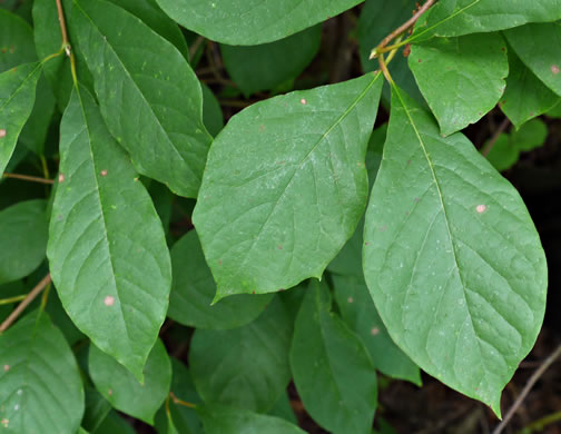 Nyssa sylvatica, Blackgum, Black Tupelo, Sour Gum